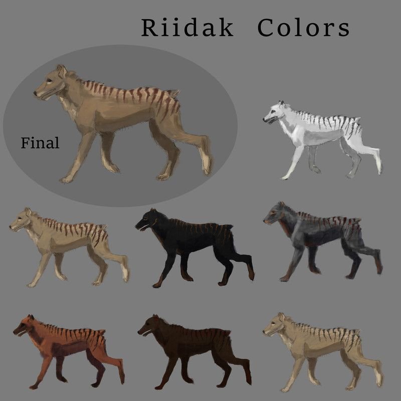 Eight colour studies of the hound Riidak, with the chosen sandy-and-striped version marked Final.